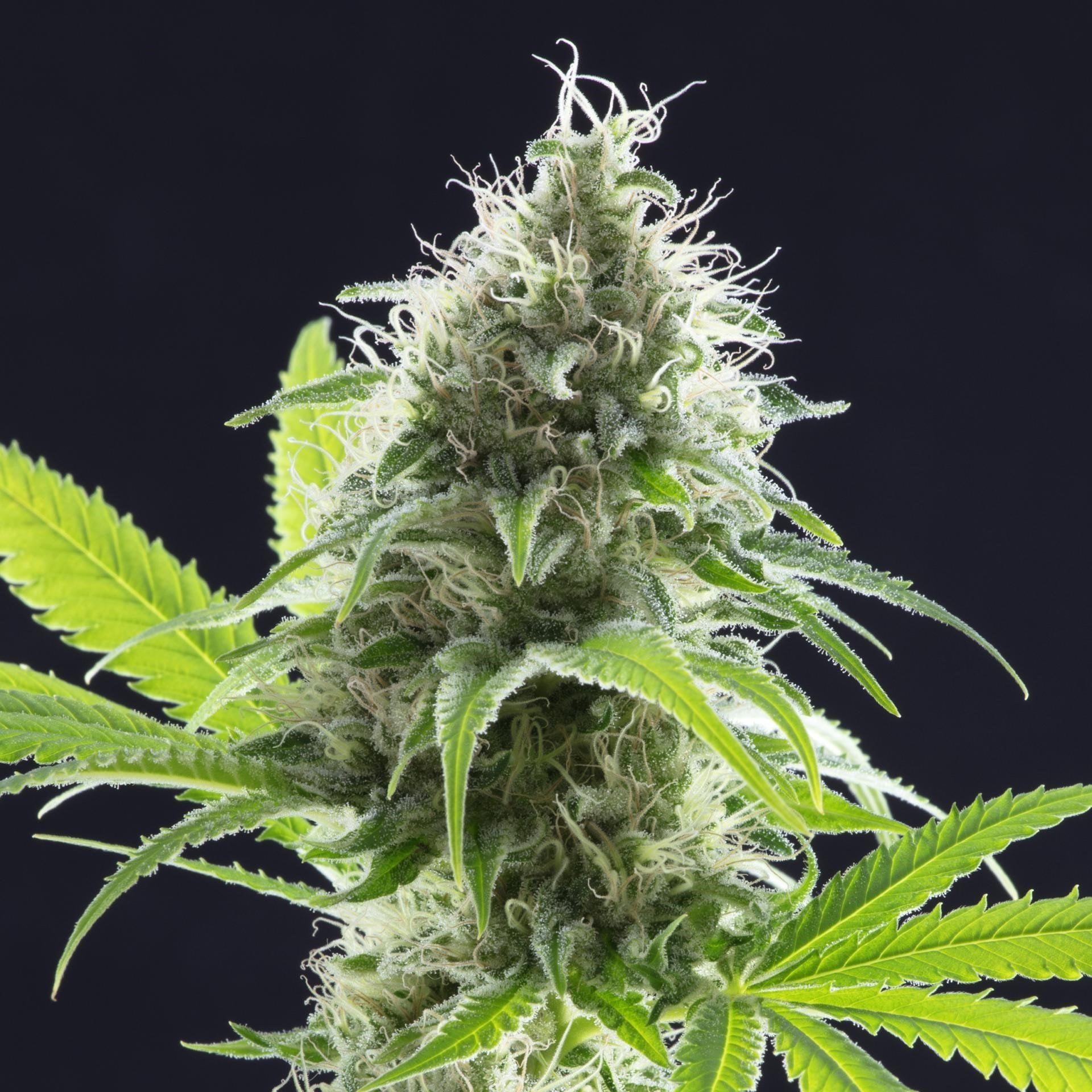 White Fire Alien OG cannabis seeds