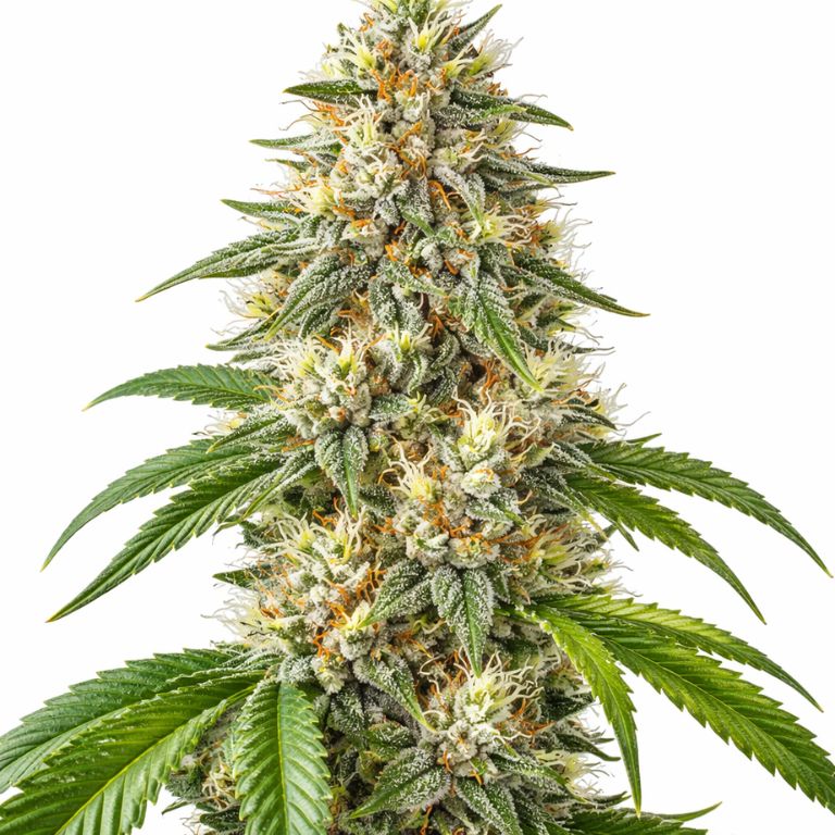 White Fire OG cannabis seeds