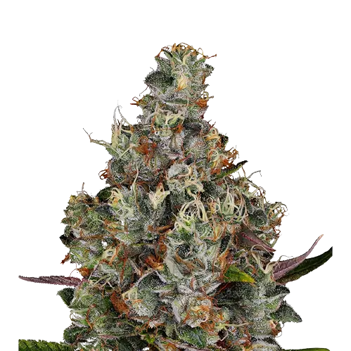 White Kryptonite cannabis seeds