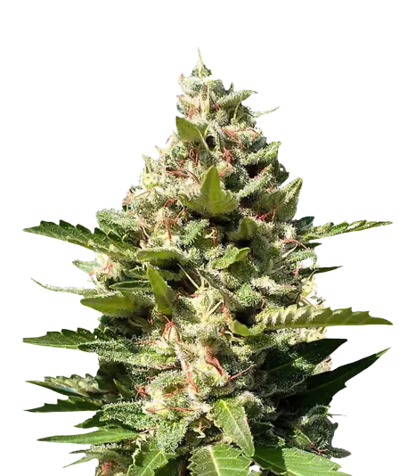 White Kush cannabis seeds