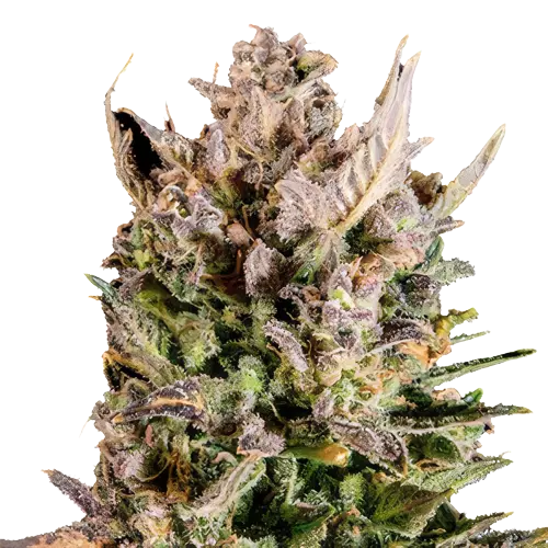 White Lightning cannabis seeds