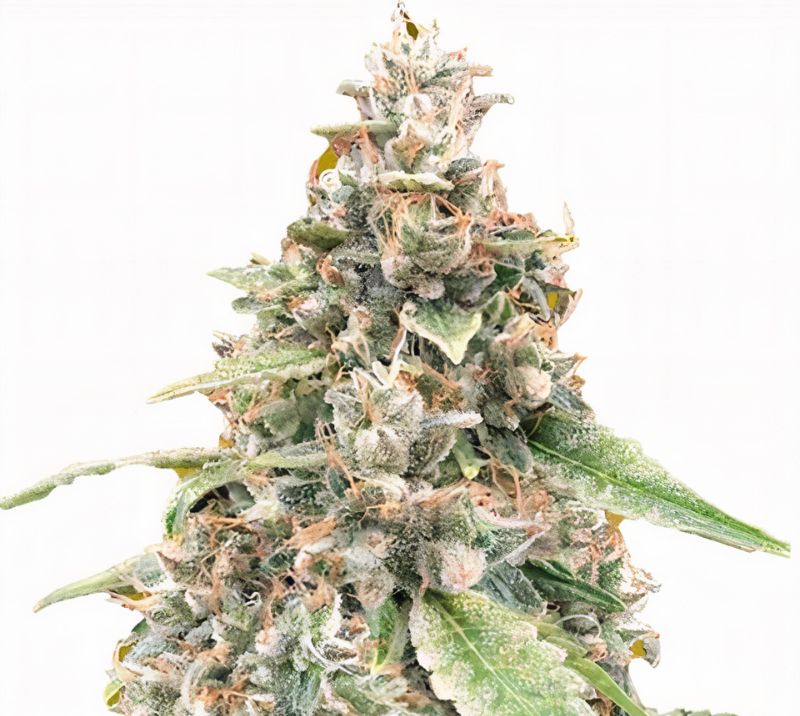 White OG cannabis seeds
