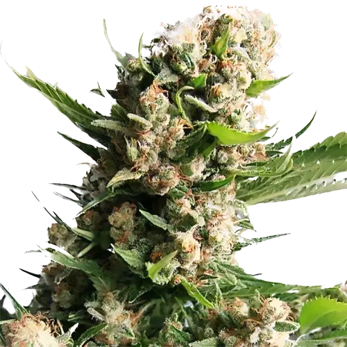 White Russian cannabis seeds