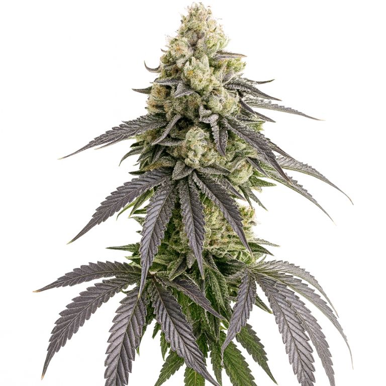 White Truffle cannabis seeds