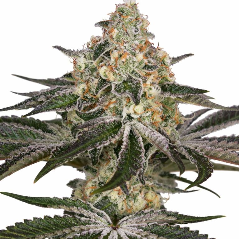White Widow cannabis seeds