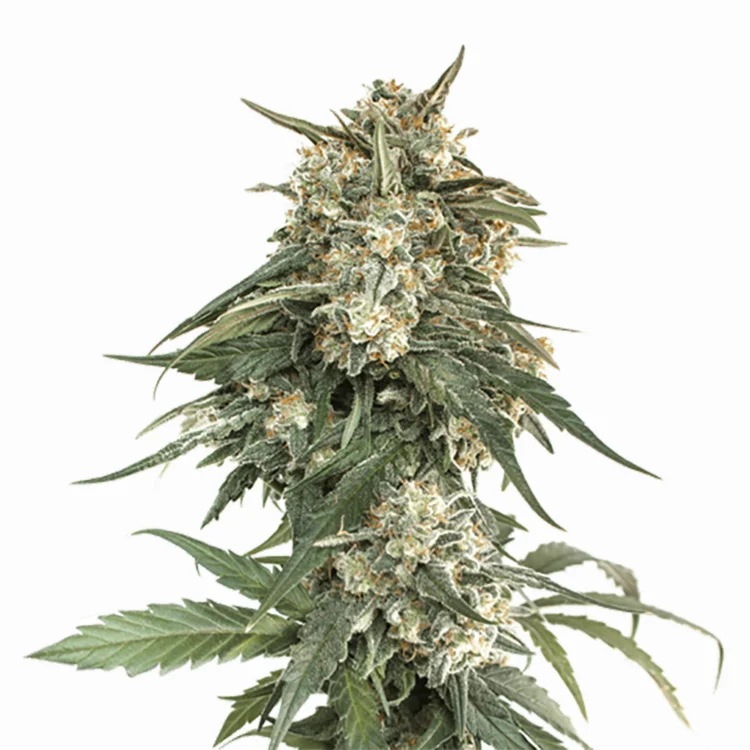 Whiteout cannabis seeds
