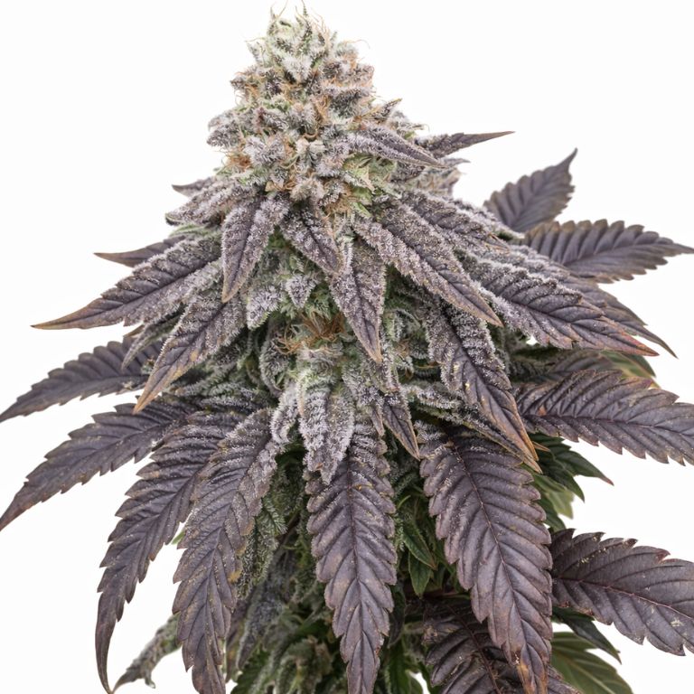 Wildberry cannabis seeds