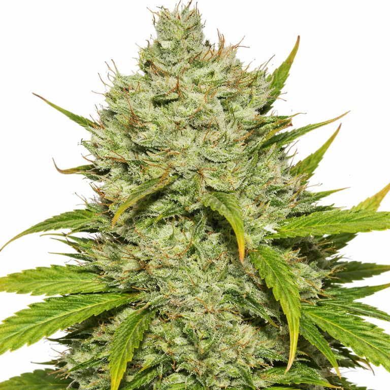 Wonder Woman cannabis seeds packaging, Royal King Seeds USA