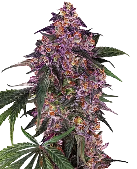 Woody Kush cannabis seeds