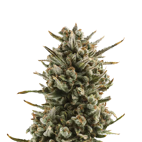 WSU cannabis seeds