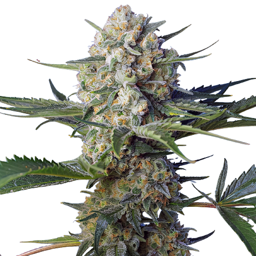 WTF cannabis seeds