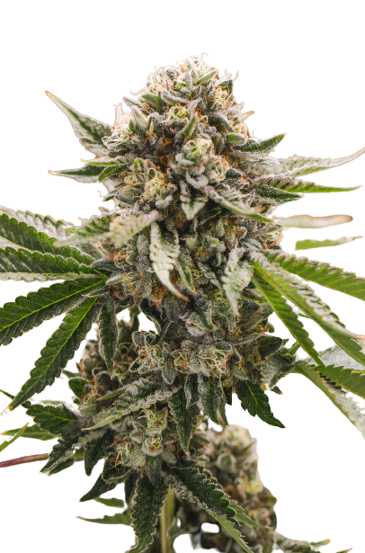 X-Wing cannabis seeds