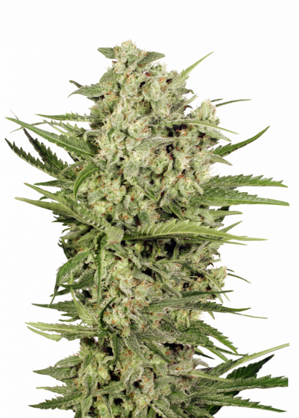 XXX 420 cannabis seeds