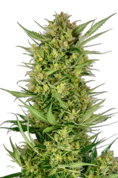 Yeti OG cannabis seeds