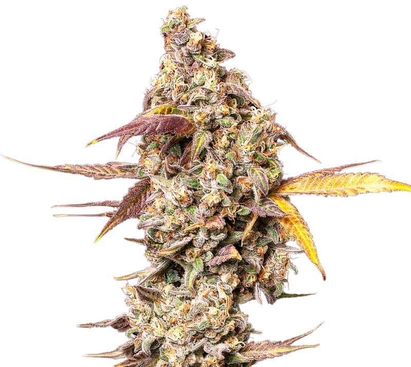 Yoda OG cannabis seeds
