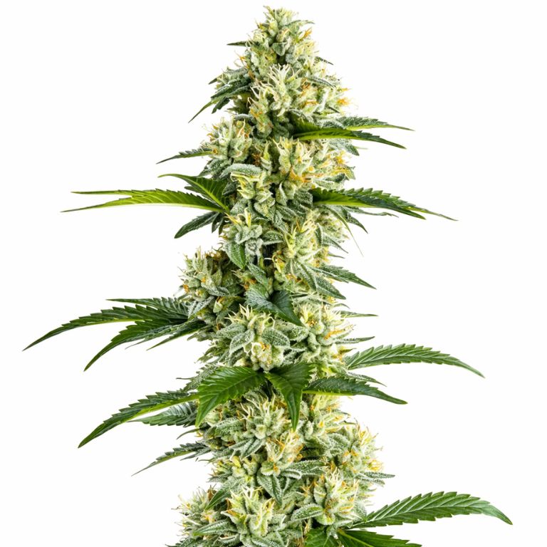 Yumboldt cannabis seeds