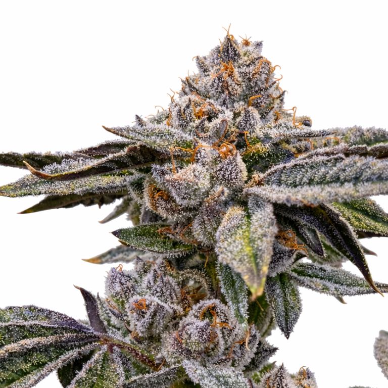 Zashimi cannabis seeds