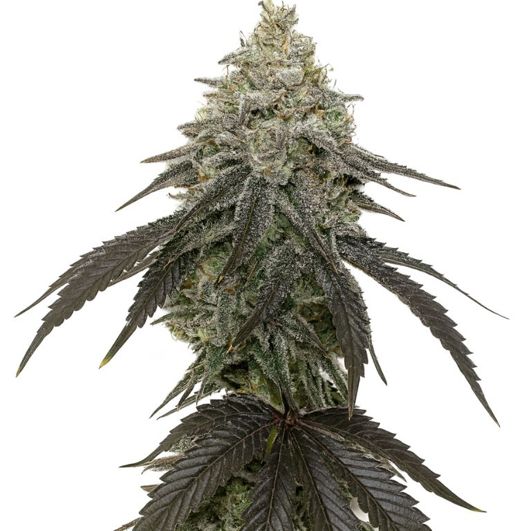 Zebra Cake cannabis seeds