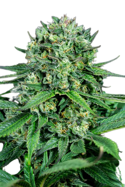 Zen CBD cannabis seeds