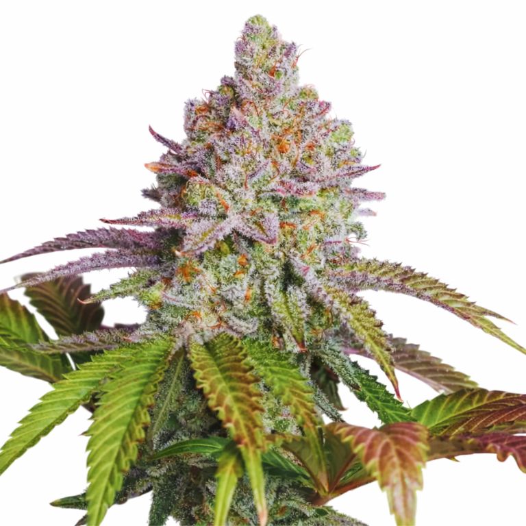 Zkittlez cannabis seeds