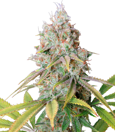 Zombie Kush cannabis seeds